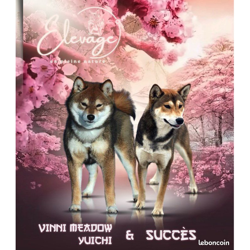 4 mâles Shiba Inu LOF - Lignées japonaises prestigieuses - Couleurs rares