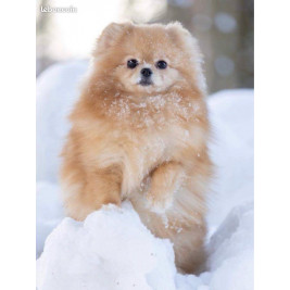 3 femelles et 1 mâle - Spitz Nain Poméranien LOF type ourson 🧸 – Prestigieuses origines russes