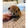 4 mâles Shiba Inu LOF, Lignées japonaises prestigieuses, Couleurs rares