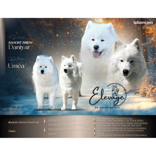 3 femelles Samoyède LOF type ours (parents testés santé 🧬🩺) – lignée sibérienne prestigieuse