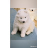 3 femelles Samoyède LOF type ours (parents testés santé 🧬🩺) – lignée sibérienne prestigieuse