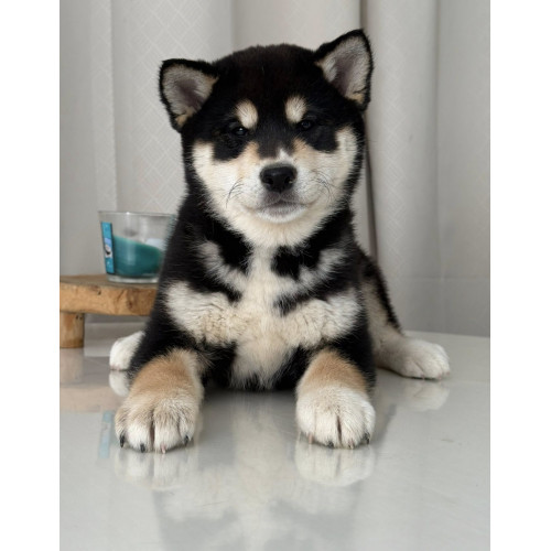 2 mâles Shiba Inu LOF, Lignées japonaises prestigieuses, Couleurs rares