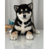 2 mâles Shiba Inu LOF, Lignées japonaises prestigieuses, Couleurs rares