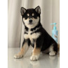 2 mâles Shiba Inu LOF, Lignées japonaises prestigieuses, Couleurs rares