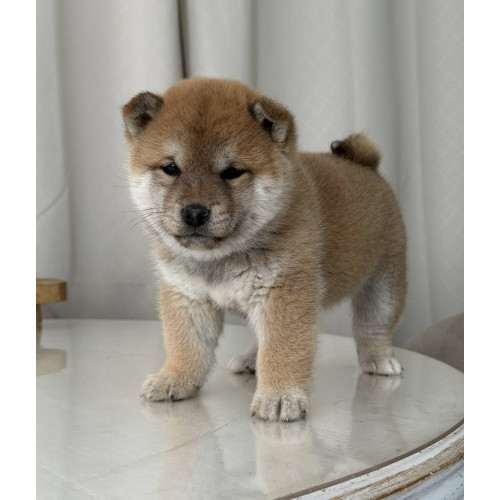 2 mâles Mame Shiba Inu – Lignée japonaise, mini gabarit – Livraison partout en France 🦊