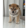 2 mâles Mame Shiba Inu – Lignée japonaise, mini gabarit – Livraison partout en France 🦊