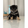 2 mâles Mame Shiba Inu – Lignée japonaise, mini gabarit – Livraison partout en France 🦊