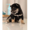 2 mâles Mame Shiba Inu – Lignée japonaise, mini gabarit – Livraison partout en France 🦊