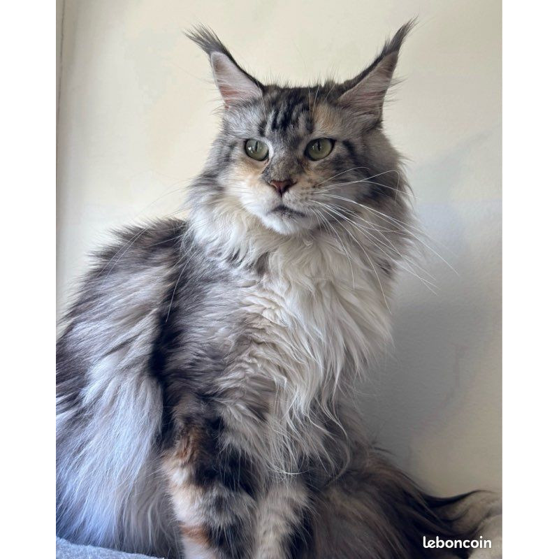 🐾✨ Maine Coon LOOF haut de gamme – Tests R.A.S 🧬 – Gros gabarit 🦁 – Disponibles 🐱💫