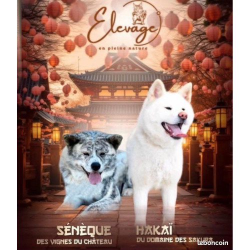 🐺 Akita Inu LOF haut de gamme – Blanc 🤍 & Roux 🧡 – Tests santé RAS 🩺 – Origines japonaises prestigieuses 🇯🇵✨