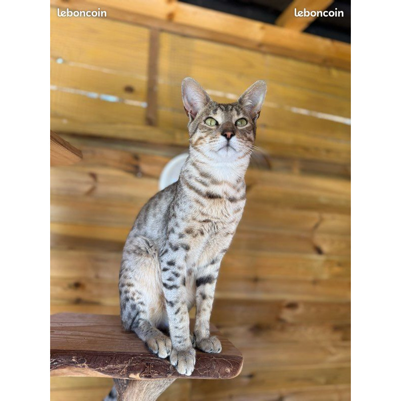 Chatons Savannah – très beaux spots – tests santé RAS – haut de gamme – livraison partout en France 🐆✨