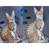 Chatons Savannah – très beaux spots – tests santé RAS – haut de gamme – livraison partout en France 🐆✨