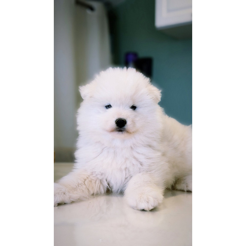 3 femelles Samoyède LOF type ours (parents testés santé 🧬🩺) – lignée sibérienne prestigieuse