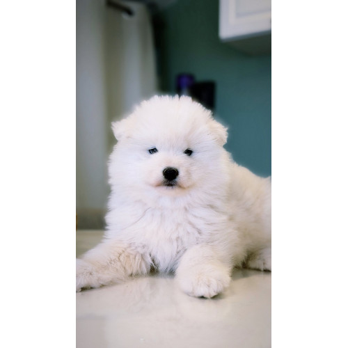 3 femelles Samoyède LOF type ours (parents testés santé 🧬🩺) – lignée sibérienne prestigieuse