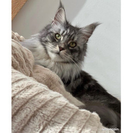 copy of 🐾✨ Maine Coon LOOF haut de gamme – Tests R.A.S 🧬 – Gros gabarit 🦁 – Disponibles 🐱💫