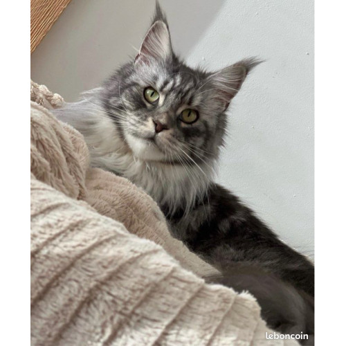 🐾✨ Maine Coon LOOF haut de gamme – Tests R.A.S 🧬 – Gros gabarit 🦁 – Disponibles 🐱💫