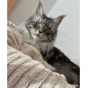 copy of 🐾✨ Maine Coon LOOF haut de gamme – Tests R.A.S 🧬 – Gros gabarit 🦁 – Disponibles 🐱💫