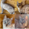 👑✨ Chatons Bengal haut de gamme Silver, Snow & Brown 🐆💎 – Lignées USA & Canada – Livraison partout en France 🚚✨