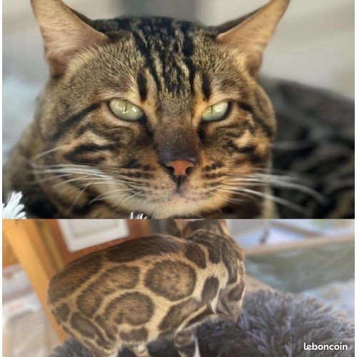 👑✨ Chatons Bengal haut de gamme Silver, Snow & Brown 🐆💎 – Lignées USA & Canada – Livraison partout en France 🚚✨