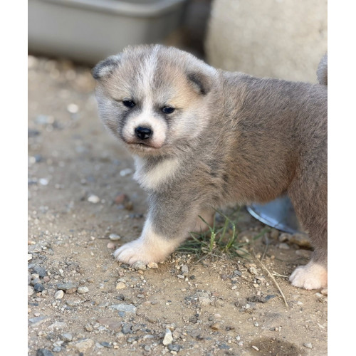 🐺 Akita Inu LOF haut de gamme – Blanc 🤍 bringé 🩶 Roux 🧡 – Tests santé RAS 🩺 – Origines japonaises prestigieuses