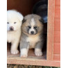 🐺 Akita Inu LOF haut de gamme – Blanc 🤍 & Roux 🧡 – Tests santé RAS 🩺 – Origines japonaises prestigieuses 🇯🇵✨
