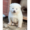 🐺 Akita Inu LOF haut de gamme – Blanc 🤍 bringé 🩶 Roux 🧡 – Tests santé RAS 🩺 – Origines japonaises prestigieuses