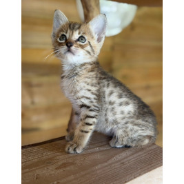 Chatons Savannah – très beaux spots – tests santé RAS – haut de gamme – livraison partout en France 🐆✨