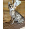Chatons Savannah – très beaux spots – tests santé RAS – haut de gamme – livraison partout en France 🐆✨
