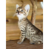 Chatons Savannah – très beaux spots – tests santé RAS – haut de gamme – livraison partout en France 🐆✨