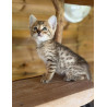 Chatons Savannah – très beaux spots – tests santé RAS – haut de gamme – livraison partout en France 🐆✨