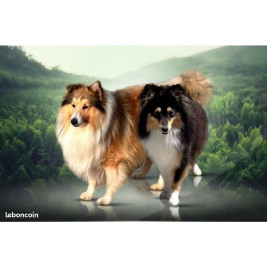 copy of 🐾✨ Maine Coon LOOF haut de gamme – Tests R.A.S 🧬 – Gros gabarit 🦁 – Disponibles 🐱💫