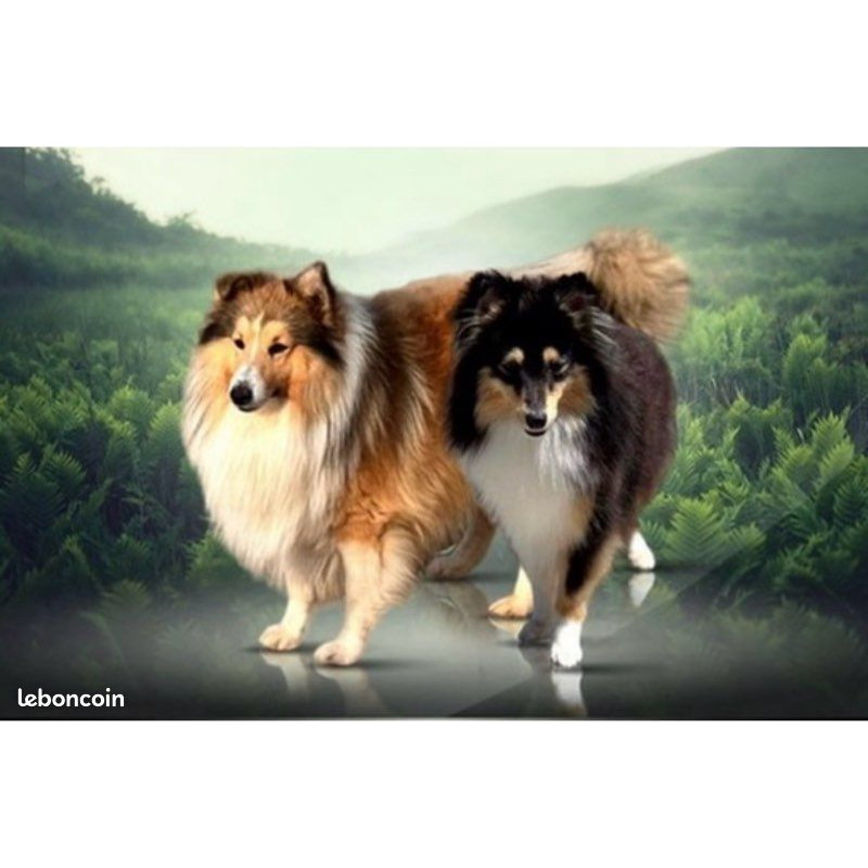 👑 Berger Shetland LOF fauves – Origines prestigieuses, parents testés ADN, lignée d’exception ✨
