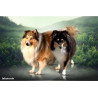 👑 Berger Shetland LOF fauves – Origines prestigieuses, parents testés ADN, lignée d’exception ✨