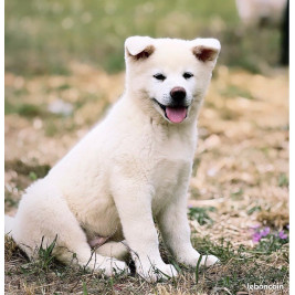🐺 Akita Inu LOF haut de gamme – Blanc 🤍 bringé 🩶 Roux 🧡 – Tests santé RAS 🩺 – Origines japonaises prestigieuses