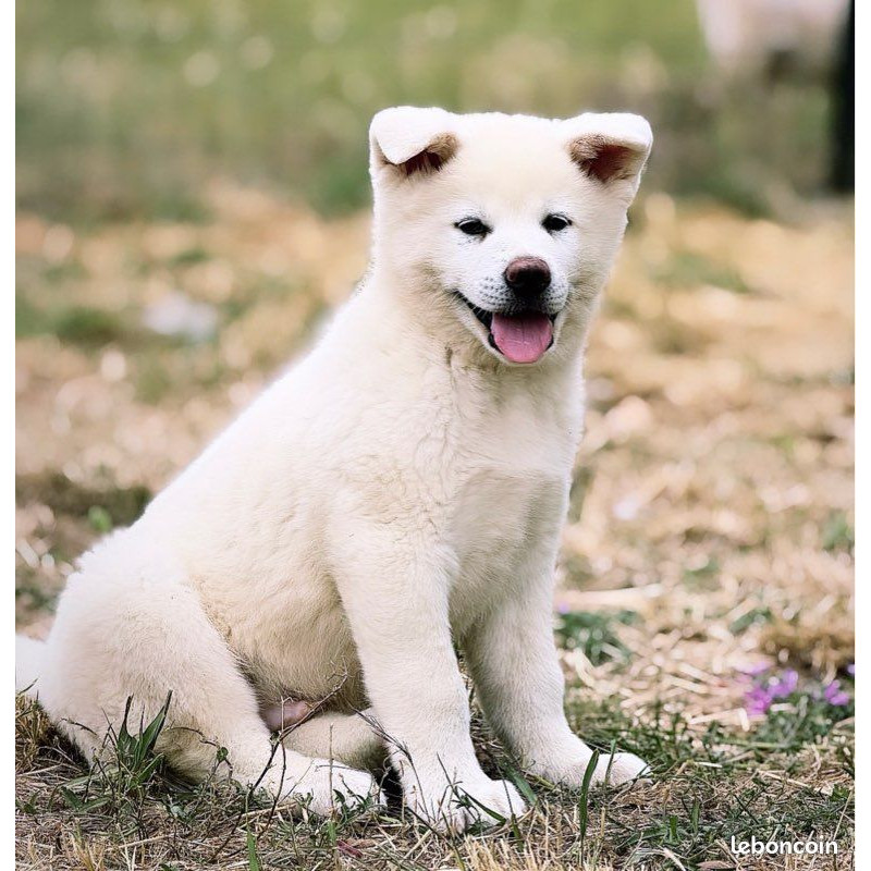 🐺 Akita Inu LOF haut de gamme – Blanc 🤍 & Roux 🧡 – Tests santé RAS 🩺 – Origines japonaises prestigieuses 🇯🇵✨