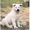 🐺 Akita Inu LOF haut de gamme – Blanc 🤍 & Roux 🧡 – Tests santé RAS 🩺 – Origines japonaises prestigieuses 🇯🇵✨