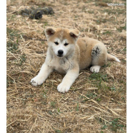 🐺 Akita Inu LOF haut de gamme – Blanc 🤍 bringé 🩶 Roux 🧡 – Tests santé RAS 🩺 – Origines japonaises prestigieuses
