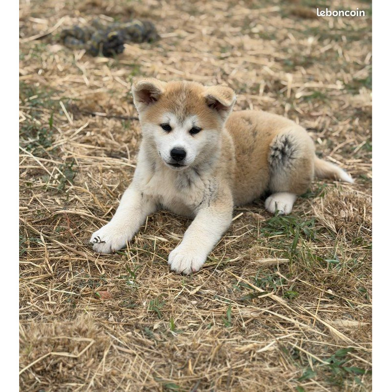 🐺 Akita Inu LOF haut de gamme – Blanc 🤍 & Roux 🧡 – Tests santé RAS 🩺 – Origines japonaises prestigieuses 🇯🇵✨