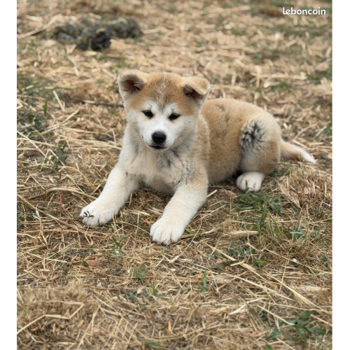 🐺 Akita Inu LOF haut de gamme – Blanc 🤍 & Roux 🧡 – Tests santé RAS 🩺 – Origines japonaises prestigieuses 🇯🇵✨