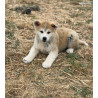 🐺 Akita Inu LOF haut de gamme – Blanc 🤍 bringé 🩶 Roux 🧡 – Tests santé RAS 🩺 – Origines japonaises prestigieuses