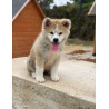 🐺 Akita Inu LOF haut de gamme – Blanc 🤍 & Roux 🧡 – Tests santé RAS 🩺 – Origines japonaises prestigieuses 🇯🇵✨