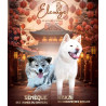 🐺 Akita Inu LOF haut de gamme – Blanc 🤍 & Roux 🧡 – Tests santé RAS 🩺 – Origines japonaises prestigieuses 🇯🇵✨