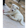 🐺 Akita Inu LOF haut de gamme – Blanc 🤍 & Roux 🧡 – Tests santé RAS 🩺 – Origines japonaises prestigieuses 🇯🇵✨