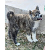 🐺 Akita Inu LOF haut de gamme – Blanc 🤍 bringé 🩶 Roux 🧡 – Tests santé RAS 🩺 – Origines japonaises prestigieuses