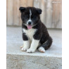 🐺 Akita Inu LOF haut de gamme – Blanc 🤍 bringé 🩶 Roux 🧡 – Tests santé RAS 🩺 – Origines japonaises prestigieuses