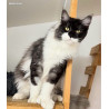 🐾✨ Maine Coon LOOF polydactyle haut de gamme – Tests R.A.S 🧬 – Gros gabarit 🦁 – Disponibles 🐱💫