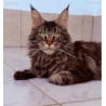🐾✨ Maine Coon LOOF haut de gamme – Tests R.A.S 🧬 – Gros gabarit 🦁 – Disponibles 🐱💫