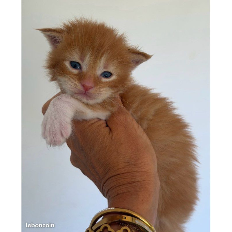 🐾✨ Maine Coon LOOF haut de gamme – Tests R.A.S 🧬 – Gros gabarit 🦁 – Disponibles 🐱💫