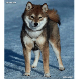 🐾 Shiba Inu LOF d'exception – Prestigieuses origines japonaises – Hautes lignées – Beauté, caractère et qualité ✨