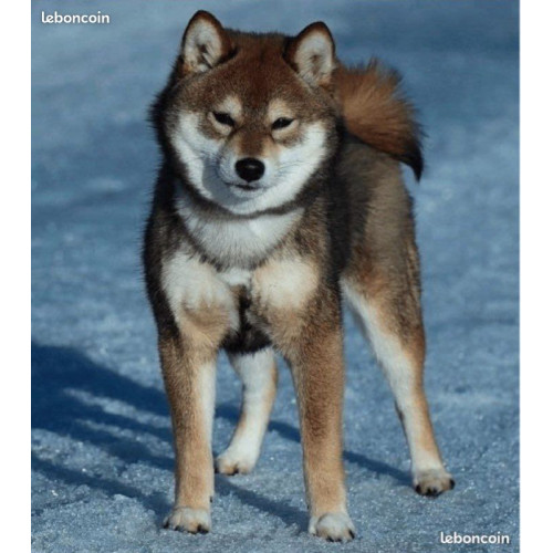 🐾 Shiba Inu LOF d'exception – Prestigieuses origines japonaises – Hautes lignées – Beauté, caractère et qualité ✨
